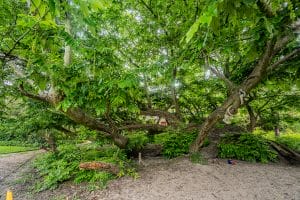 Tuinwijklaan, Haarlem, Nederland